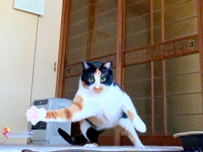 立っている三毛猫