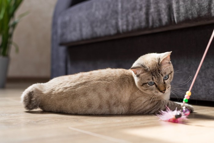 おもちゃを見る猫