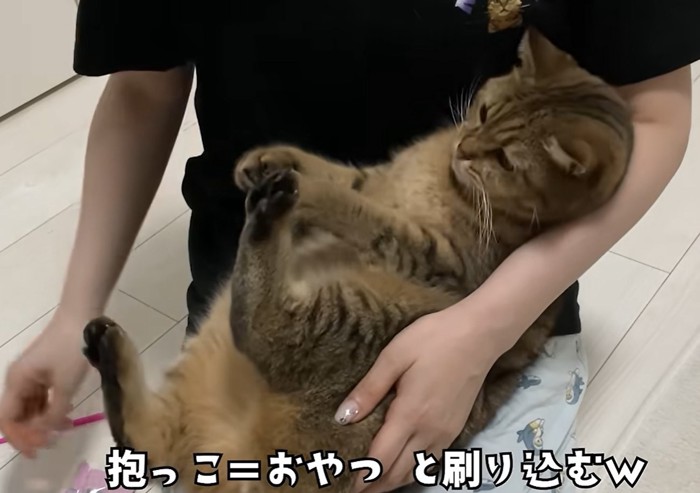 赤ちゃん抱っこをされる猫（抱っこ＝おやつと刷り込むｗ）