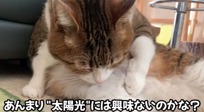 毛繕いする猫