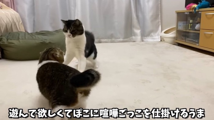 姿勢を低くする猫と飛びかかる猫