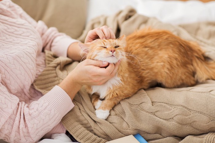 飼い主の膝の上でくつろぐ猫