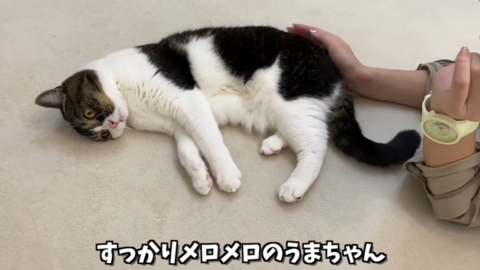 寝転がる猫