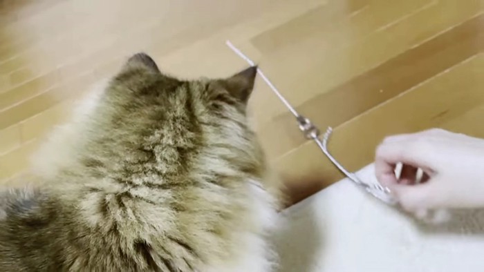 猫と、鎖を持つ手