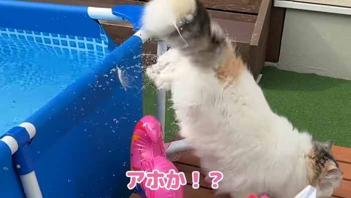 アホか!?