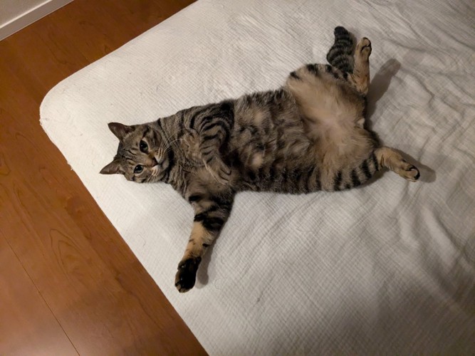 仰向けの猫