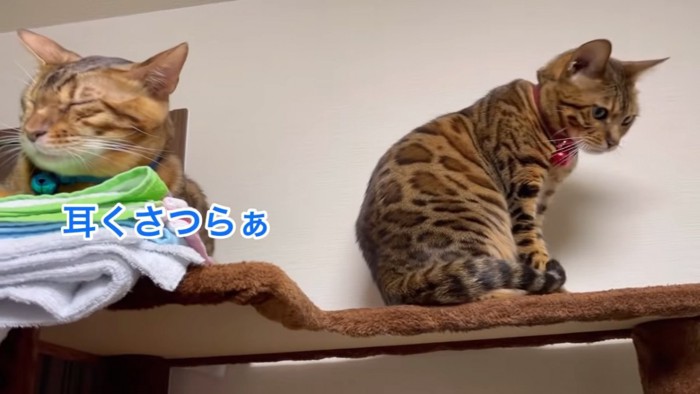 寝ている猫と隣に座る猫