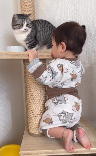 驚く猫