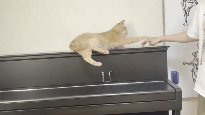 ピアノの上で人の手にタッチする猫