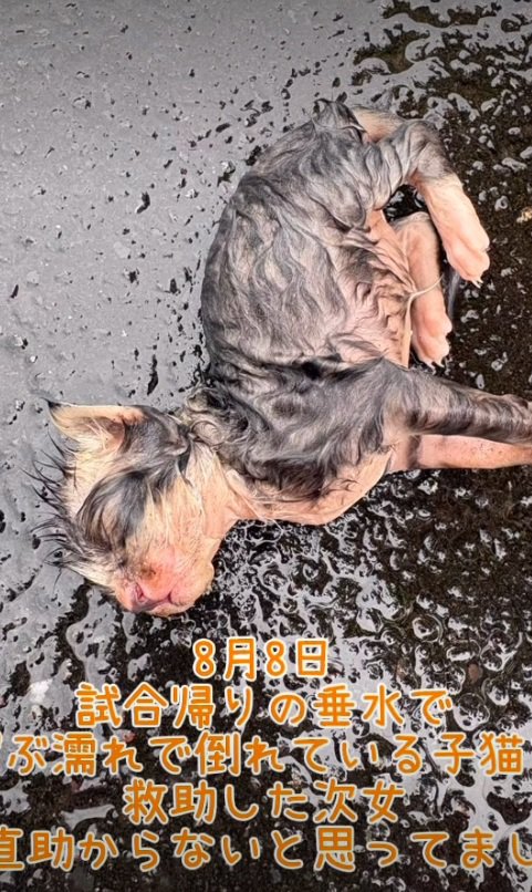 雨の中倒れている猫