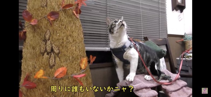 辺りをキョロキョロする猫