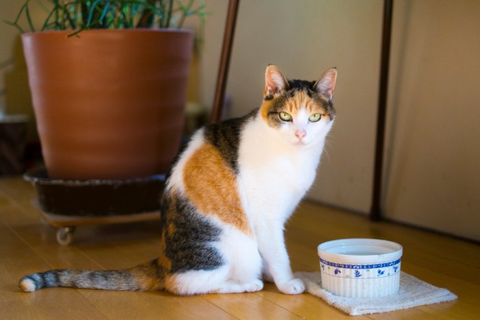 水を飲みにきた三毛猫