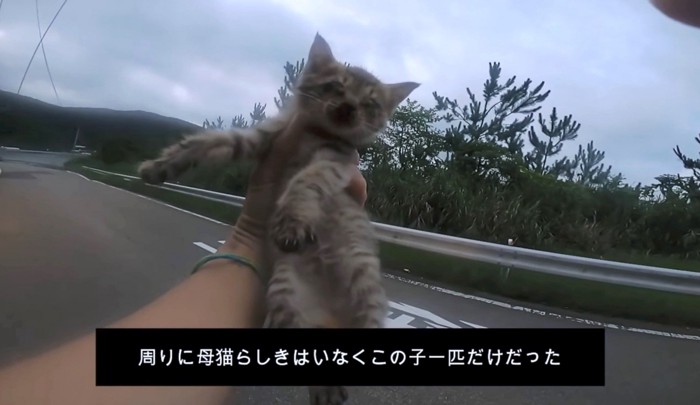 目が塞がった子猫を保護