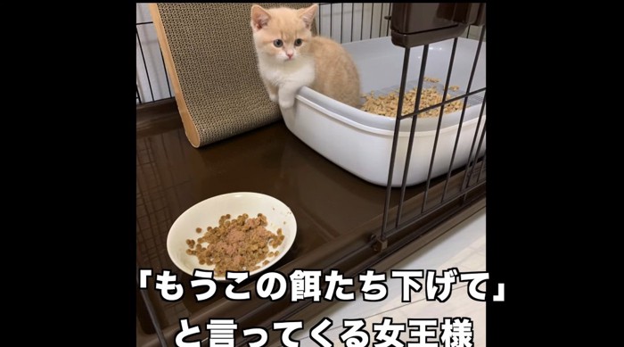 トイレの中の猫