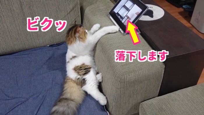 ビクッとする猫