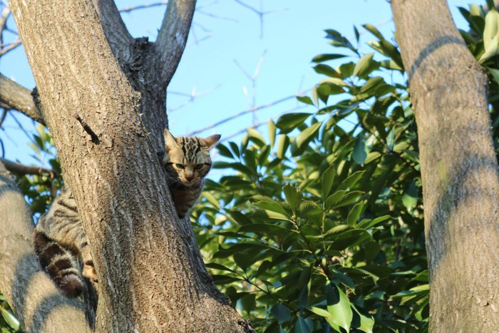 木に登る猫