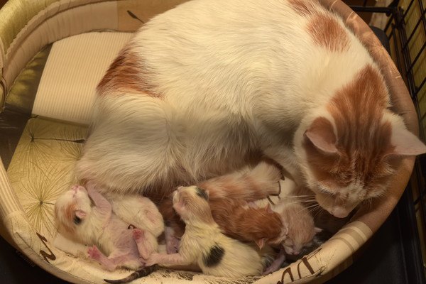 母猫と生まれたばかりの子猫