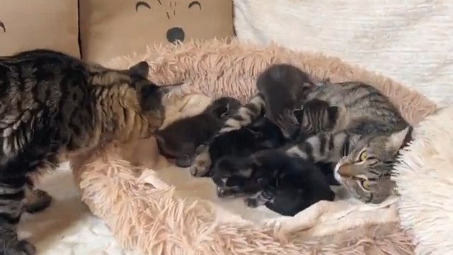 授乳中の子猫を覗く父猫