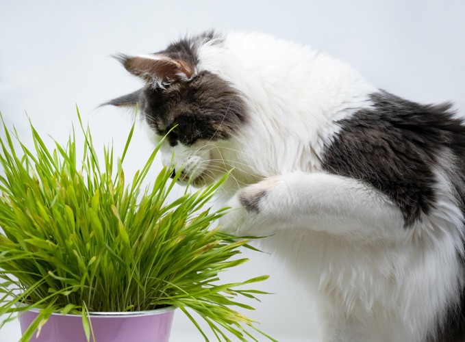 猫草を食べる猫