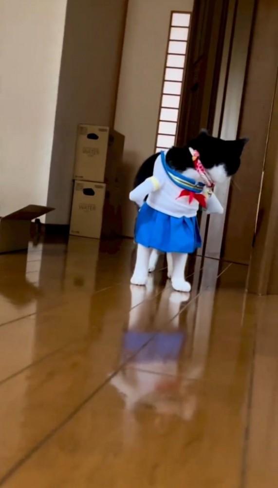 コスプレをした振り返る猫1