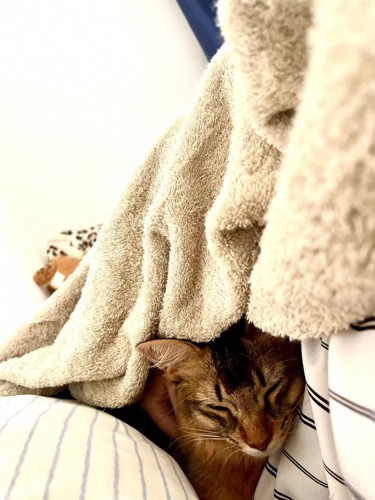 飼い主と一緒にタオルケットに包まれて眠る猫