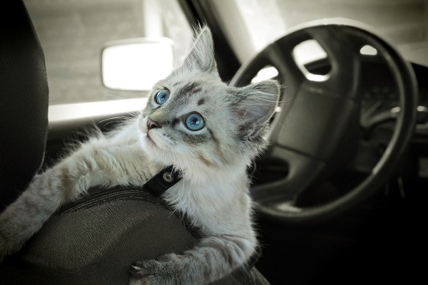 車の中の猫