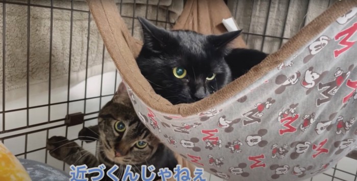 ハンモックにいる黒猫とすぐそばにいる猫「近づくんじゃねぇ」