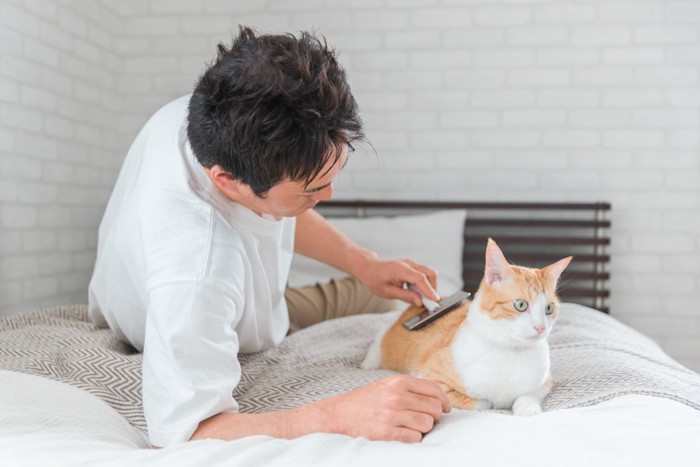 飼い主にブラッシングされる猫