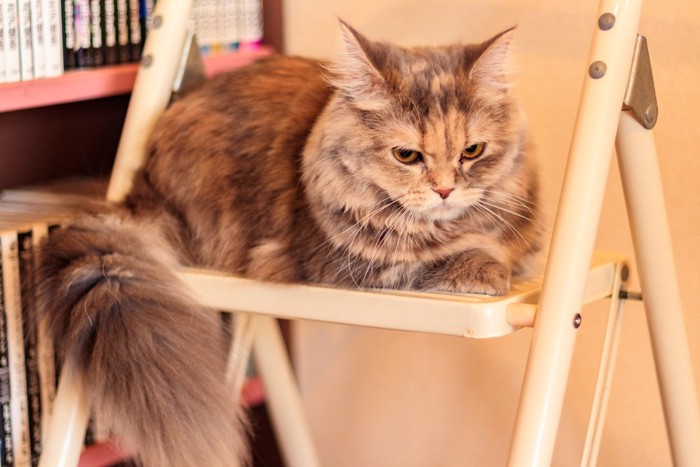 ツンとした表情の猫