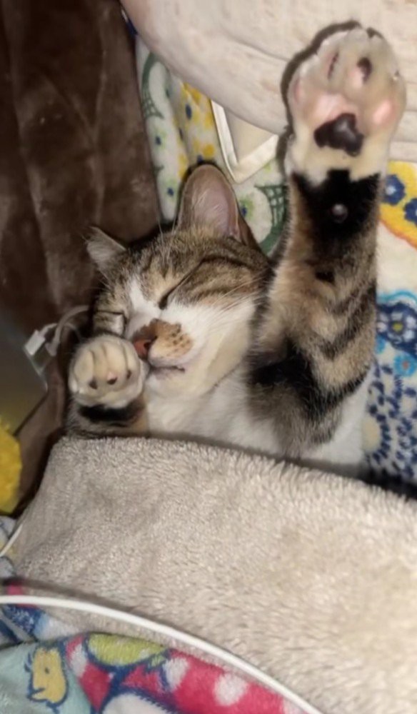 布団で眠る猫