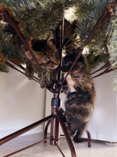 クリスマスツリーに登る猫