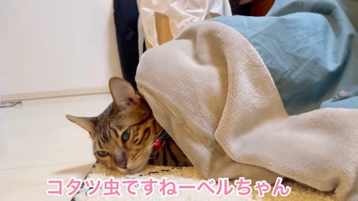 寝そべる猫の顔