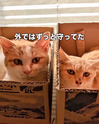 箱に入る2匹の猫