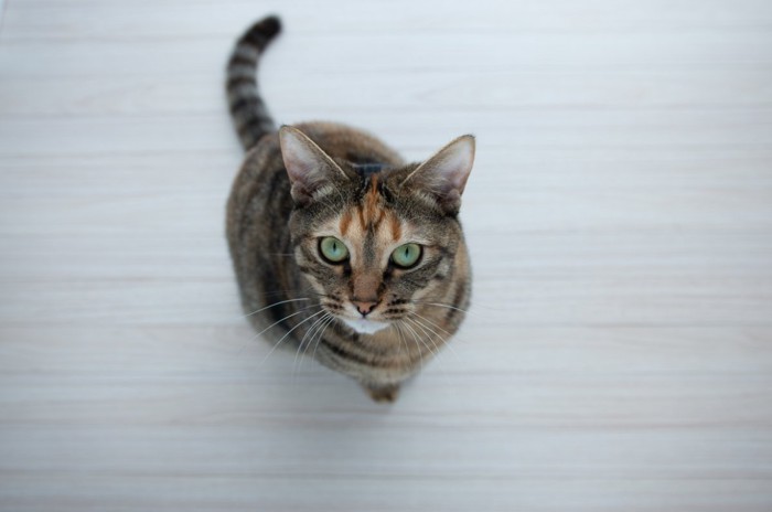 上目遣いをしている猫