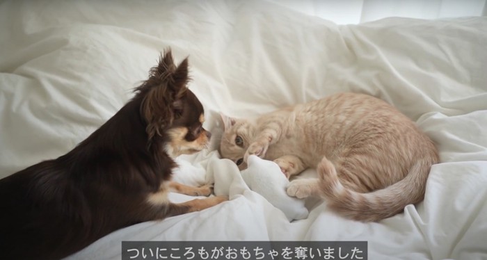 犬のおもちゃを奪い取った猫