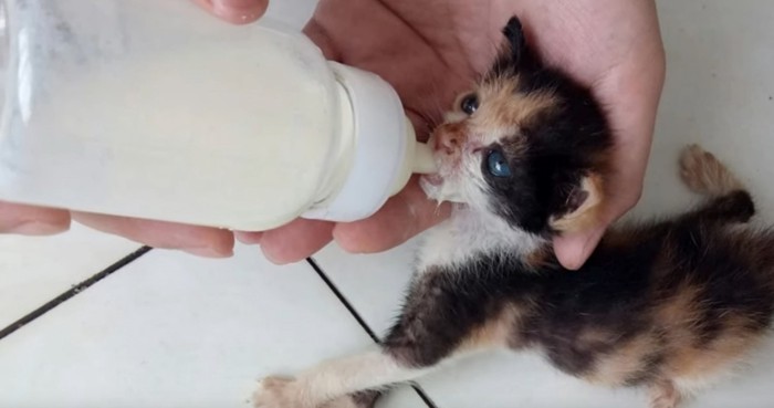 哺乳瓶でミルクを飲む子猫