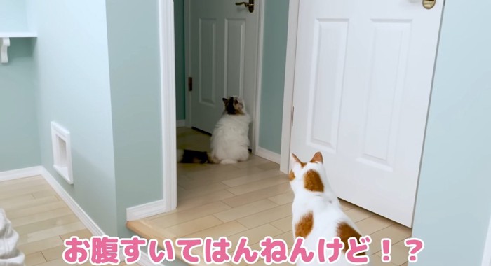 座っている猫