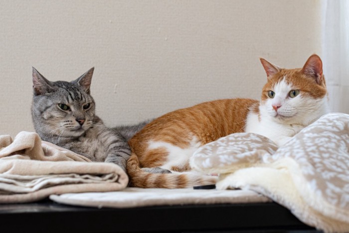 くつろいでいる2匹の猫