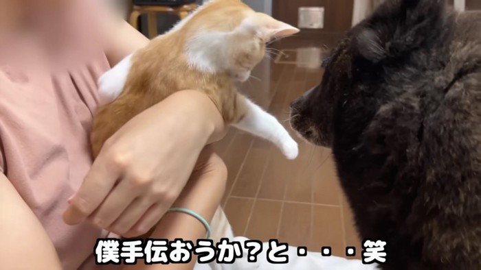 逃げようとする猫