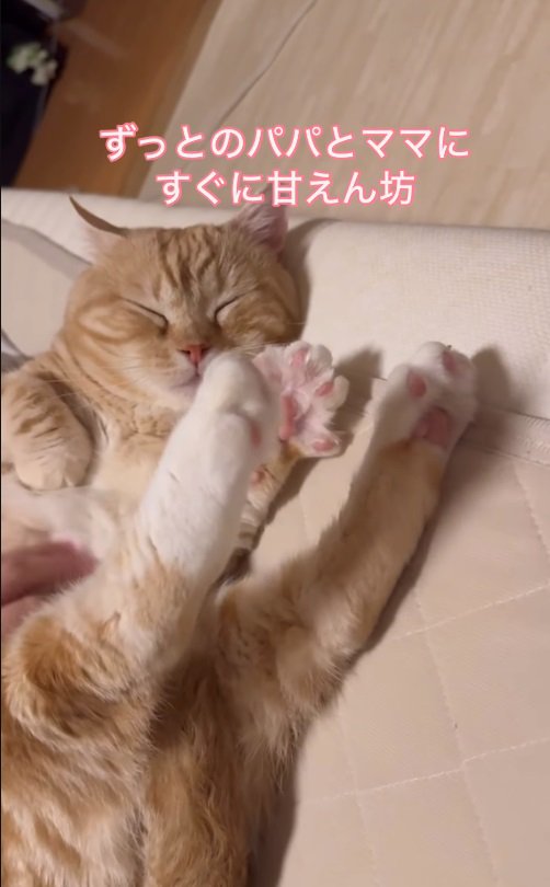 眠る猫