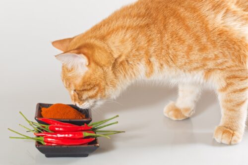 唐辛子が気になる猫