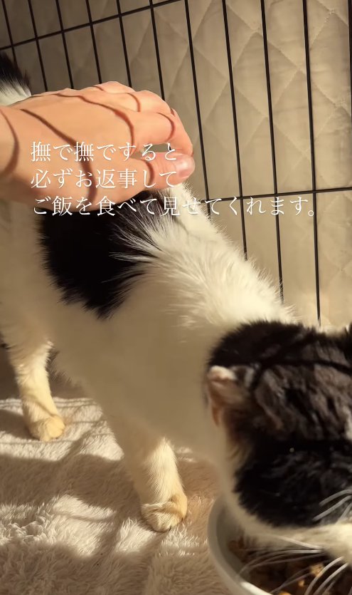 立ってご飯を食べている猫（正面）