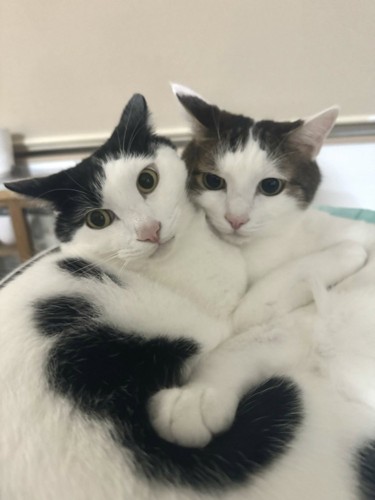 寄り添う2匹の猫