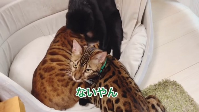 2匹のベンガルと黒猫