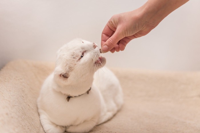 薬を飲む猫