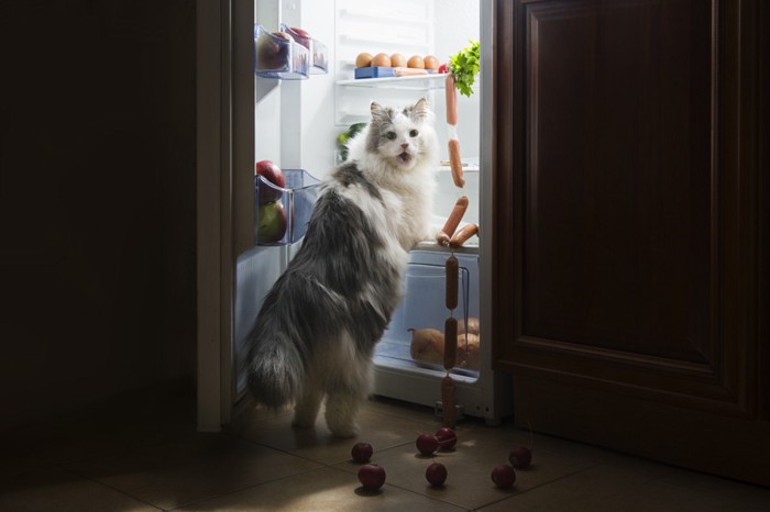 盗み食いする猫