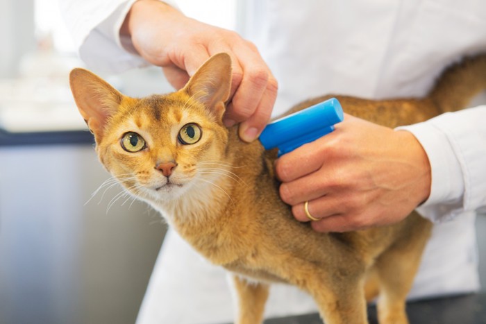 猫の首元へのマイクロチップ埋め込み