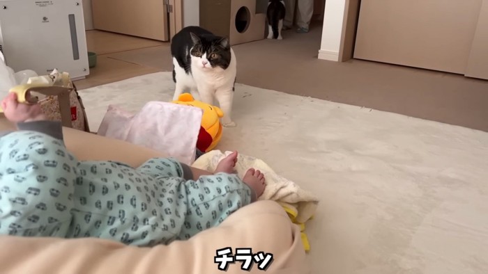 立っている猫