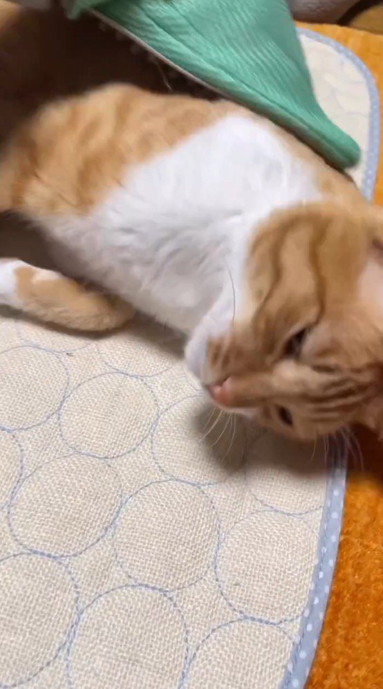 男性にグルーミングされて目を細める猫