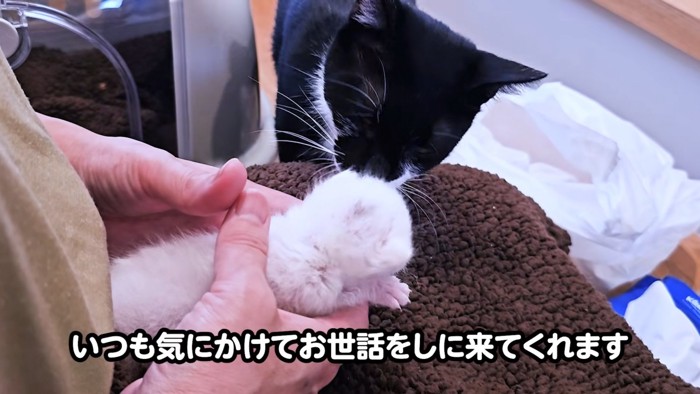 子猫に近づく白黒猫